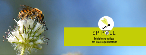 Le Spipoll a son application smartphone ! | Variétés entomologiques | Scoop.it