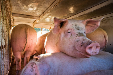 La Russie a interdit l'importation de porc européen | La Gazette des abattoirs | Scoop.it