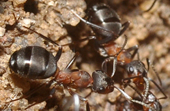 Piégée dans un ancien bunker, une population de fourmis survit depuis plusieurs années presque sans aucune nourriture / Ants Survive for Years in Nuclear Weapons Bunker without Food | EntomoNews | Scoop.it