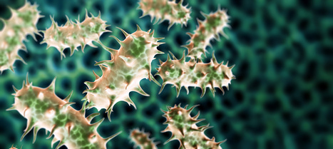 Programme d&rsquo;impulsion Phagoth&eacute;rapie de l'INSERM | Life Sciences Universit&eacute; Paris-Saclay | Scoop.it