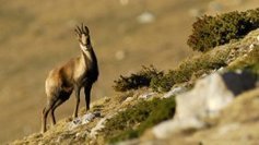 Les isards des Pyrénées victimes des conditions climatiques - France 3 Midi-Pyrénées | Vallées d'Aure & Louron - Pyrénées | Scoop.it