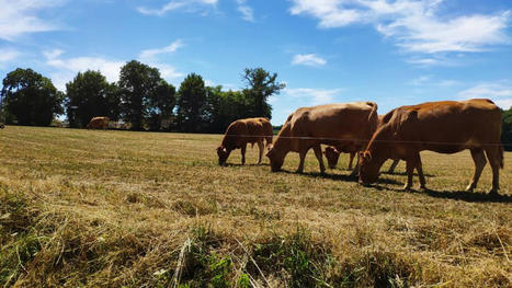 Sécheresse : des éleveurs bovins entament leur fourrage trois mois à l'avance | Actualité Bétail | Scoop.it