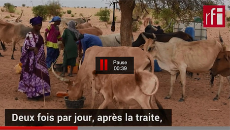 [Vidéo] Le lait de collecte à la conquête du marché sénégalais | Lait de Normandie... et d'ailleurs | Scoop.it
