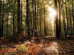 Filière bois: la Chine et Matignon sèment la zizanie dans nos forêts | Q_ENR | Scoop.it