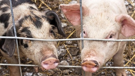 Pigs gene-edited with CRISPR may save your bacon | Animal Models - GEG Tech top picks | Scoop.it