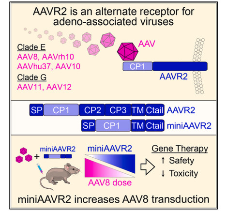 An Alternate Receptor for Adeno-Associated Viruses | Virus World | Scoop.it