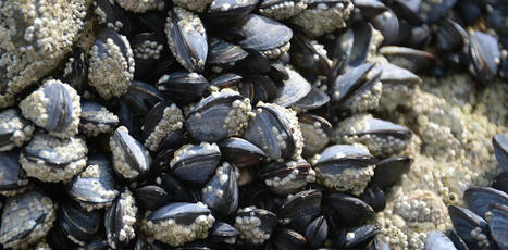 ZONES CÔTIÈRES : Moules, huîtres et vase : sentinelles de la contamination chimique du littoral français | CIHEAM Press Review | Scoop.it