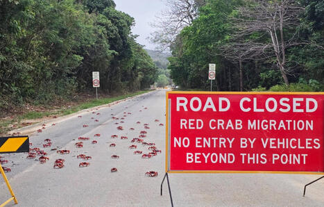 Attention par terre ! Les images des milliers de crabes rouges qui migrent en Australie | Biodiversité - @ZEHUB on Twitter | Scoop.it