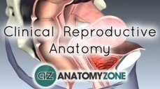Female • AnatomyZone | Reproductive system | Scoop.it