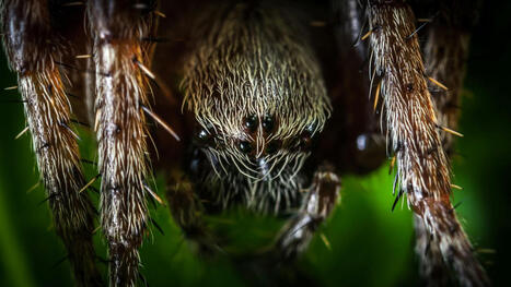 DURABILITES : La disparition des insectes et araign&eacute;es menace directement notre alimentation et la qualit&eacute; de l&rsquo;eau | DURABILITES | Scoop.it