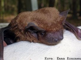 Suomen lepakkolajit | 1Uutiset - Lukemisen t&auml;hden | Scoop.it