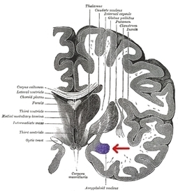 This Is Your Brain on Body Language - Forbes | Linguistics & Language Neurology | Scoop.it