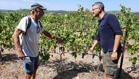 Irriguer la vigne avec les eaux usées à Murviel-les-Montpellier - France Inter | Pour innover en agriculture | Scoop.it