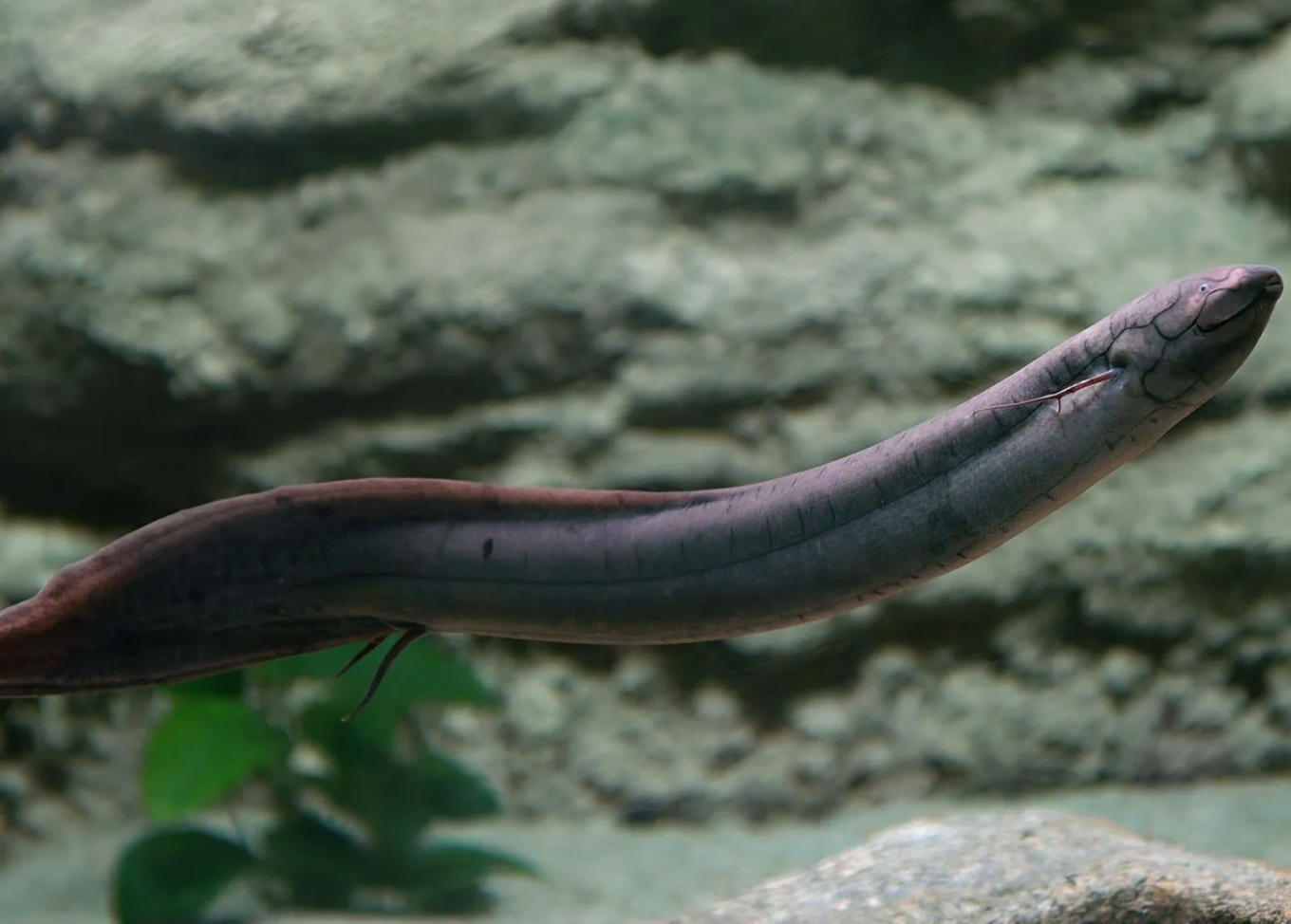 Ce poisson possède 30 fois plus d'ADN qu...