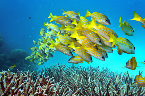 No, the Great Barrier Reef in Australia is NOT dead. But it is in trouble. | Coastal Restoration | Scoop.it