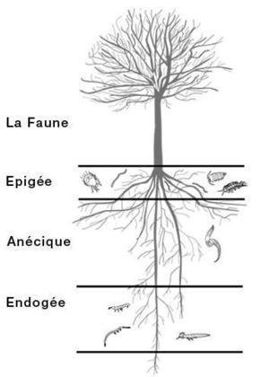D&eacute;couvrez ces animaux si importants pour la fertilit&eacute; des sols | Vari&eacute;t&eacute;s entomologiques | Scoop.it