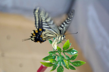 Reproduction du papillon Machaon d’Asie | INRA | EntomoNews | Scoop.it