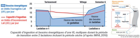 Kit pédagogique sur le déficit énergétique chez la vache laitière | Lait de Normandie... et d'ailleurs | Scoop.it