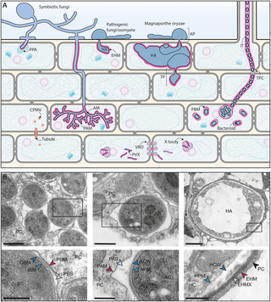 The diverse roles of host membranes in plant&ndash;microbe interactions | Plant-Microbe Symbiosis | Scoop.it