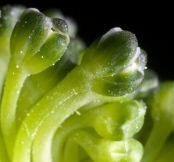 Acidité et équilibre acido-basique « Projet En Vie | Bien être,santé, vitalité, environnement | Scoop.it