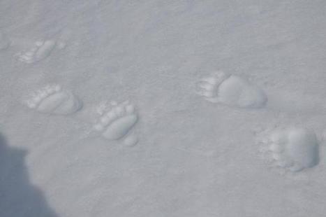 Traces d'ours - Parc national des Pyrénées | Vallées d'Aure & Louron - Pyrénées | Scoop.it