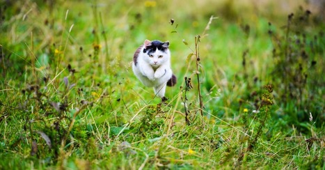 Les chats au secours de l’agriculture bio ? Une expérience exemplaire | La Sagesse de la Nature | Scoop.it