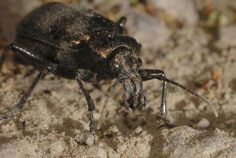 Un mod&egrave;le math&eacute;matique pour &laquo;pr&eacute;dire partiellement le futur d'une esp&egrave;ce&raquo; - Lib&eacute;ration | Biodiversit&eacute; | Scoop.it