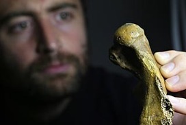 Fossilised seal bone discovered off Beaumaris beach is about six million years old | Soggy Science | Scoop.it