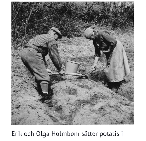 Potatis - Matkult | 1Uutiset - Lukemisen t&auml;hden | Scoop.it