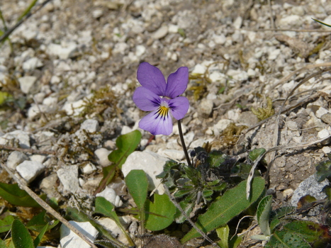 Protection européenne de la biodiversité : une dynamique à relancer | Biodiversité | Scoop.it