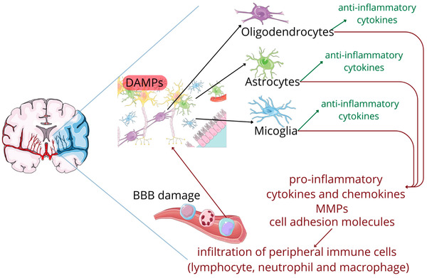Expanding Role of Interleukin-1 Family Cytokines in Acute Ischemic Stroke | Neurovascular Intervention | Scoop.it