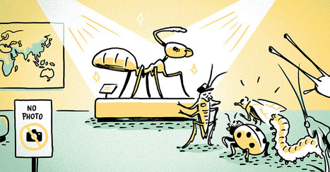 Les fourmis, des animaux prodigieux - La guerre des fourmis - épisode 1 | EntomoScience | Scoop.it