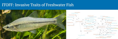 ITOFF, une nouvelle base de données mondiale de traits d’histoire de vie des poissons d’eau douce pour évaluer les relations entre espèces indigènes et espèces exotiques envahissantes | Biodiversité | Scoop.it