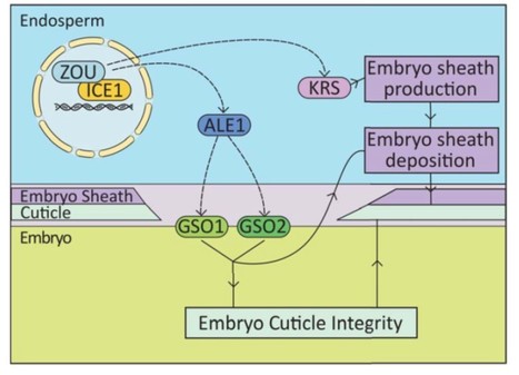 ZHOUPI and KERBEROS Mediate Embryo/Endosperm Separation by Promoting the Formation of an Extra-Cuticular Sheath at the Embryo Surface ($) | The Plant Cell | Scoop.it