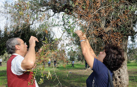 « Xylella fastidiosa », accident industriel ? | Les Colocs du jardin | Scoop.it