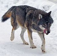 Wild world - Nature, conservation and wildlife holidays | 1Uutiset - Lukemisen tähden | Scoop.it