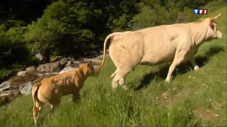 Zoom sur la transhumance des blondes d'Aquitaine - TF1 | Vallées d'Aure & Louron - Pyrénées | Scoop.it