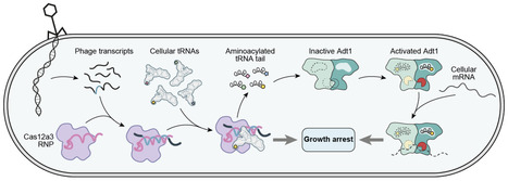 Aminoacylated tRNA tails trigger auxiliary bacterial immunity | brveco | RMH | Scoop.it