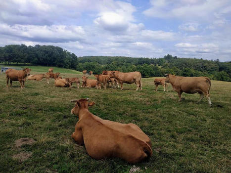 Comment vont évoluer les coûts de production de la viande bovine en 2024 ? | Economie de l'Elevage | Scoop.it