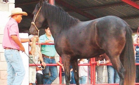 Cómo detectar, controlar y prevenir la sarna en los caballos - La Tribuna.hn | Caballo, Caballos | Scoop.it