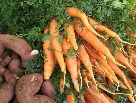 Malta: Pandemic shows us local is best, and farmers are rising to the challenge | MED-Amin network | Scoop.it