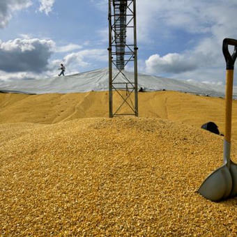 Comment le maïs est devenu omniprésent dans notre alimentation | ITERG - Veille sectorielle | Scoop.it