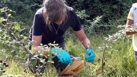 Xylella : 200 espèces de végétaux interdites de transport | Les Colocs du jardin | Scoop.it