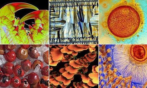 Stunning microscopic images reveal the beauty in nature | Creative teaching and learning | Scoop.it