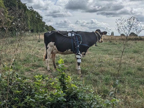 Courants parasites : un prototype embarqué sur vache laitière permet de mesurer en continu les courants perçus par l’animal | Actualités de l'élevage | Scoop.it