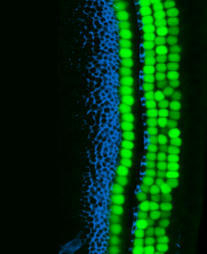 USC Stem Cell scientists explore the latent regenerative potential of the inner ear | Amazing Science | Scoop.it