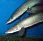 New species of giant Amazonian fish | RAINFOREST EXPLORER | Scoop.it