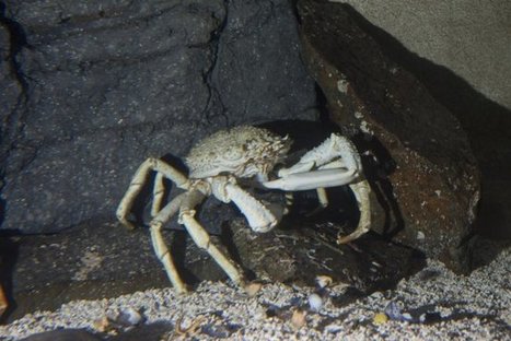 Océanopolis. Des araignées de mer aux couleurs tricolores | Variétés entomologiques | Scoop.it