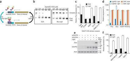 Nature Methods - Spatiotemporal control of gene expression by a light-switchable transgene system | Plant Cell Biology and Microscopy | Scoop.it