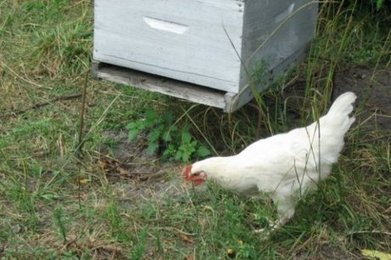 Landes : le poulet, l'arme fatale contre le frelon asiatique ? | Variétés entomologiques | Scoop.it